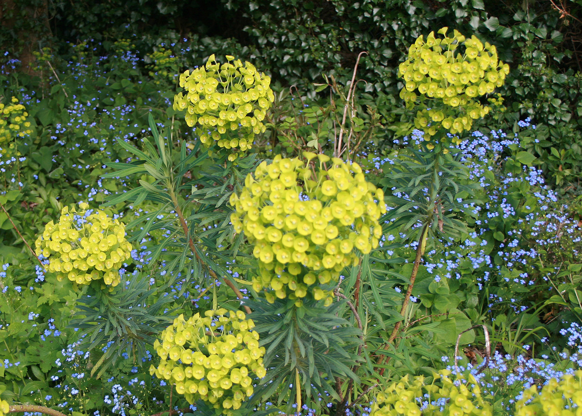 Euphorbias and Brunnera